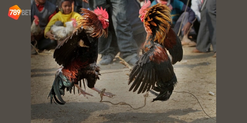 đá gà cựa sắt Campuchia mới nhất