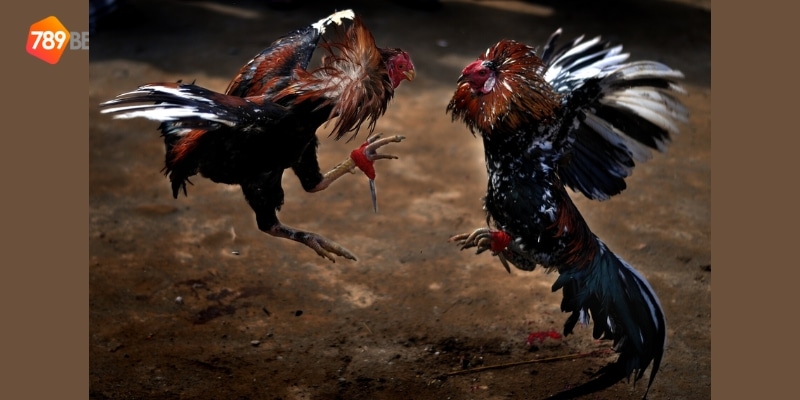 đá gà cựa sắt Campuchia mới nhất