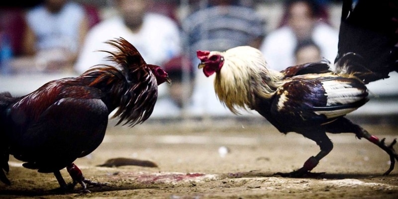 đá gà cựa sắt Campuchia mới nhất