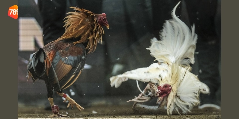 đá gà cựa sắt Campuchia mới nhất