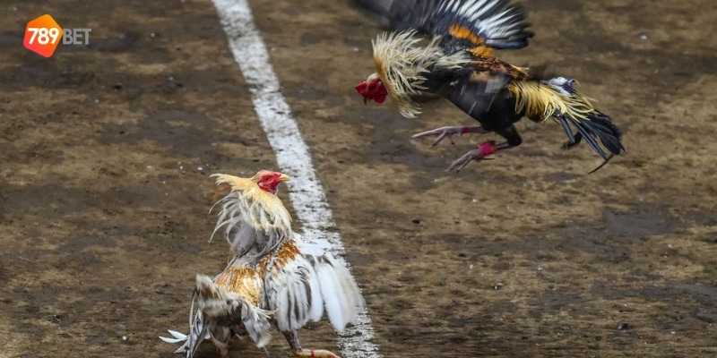 những trận gà đá cựa sắt hay nhất