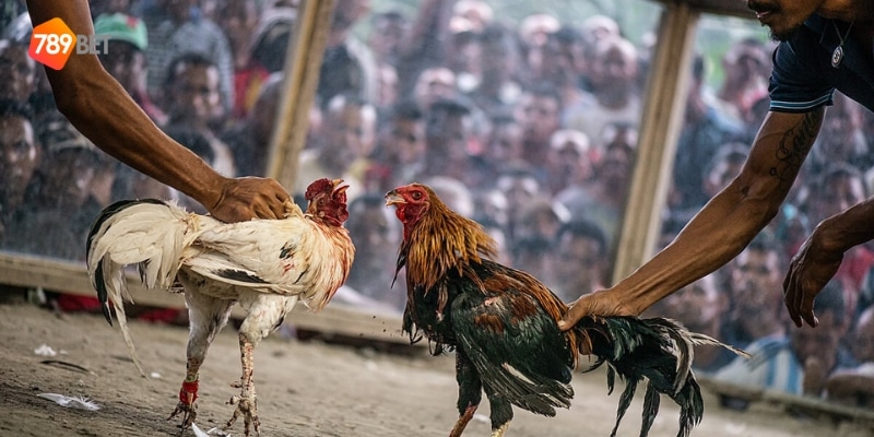 những trận gà đá cựa sắt hay nhất