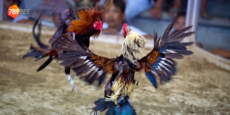 trò chơi đá gà dân gian