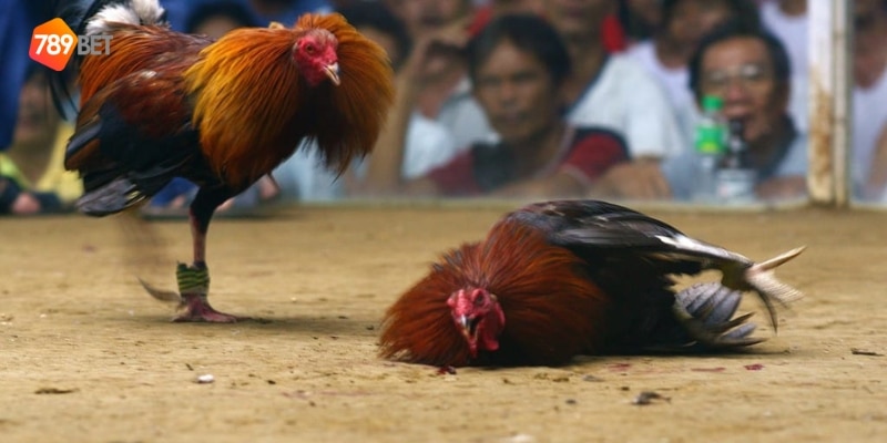 trò chơi đá gà dân gian