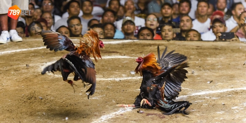 trò chơi đá gà dân gian