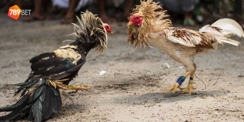 trường gà đá Campuchia