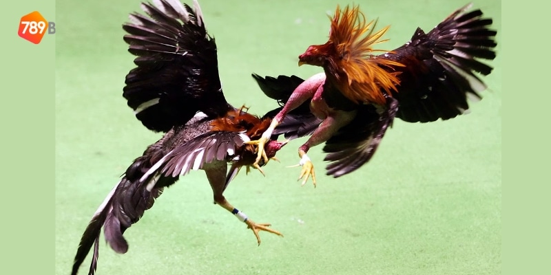 trường gà đá Campuchia