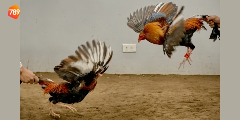 trường gà đá Campuchia