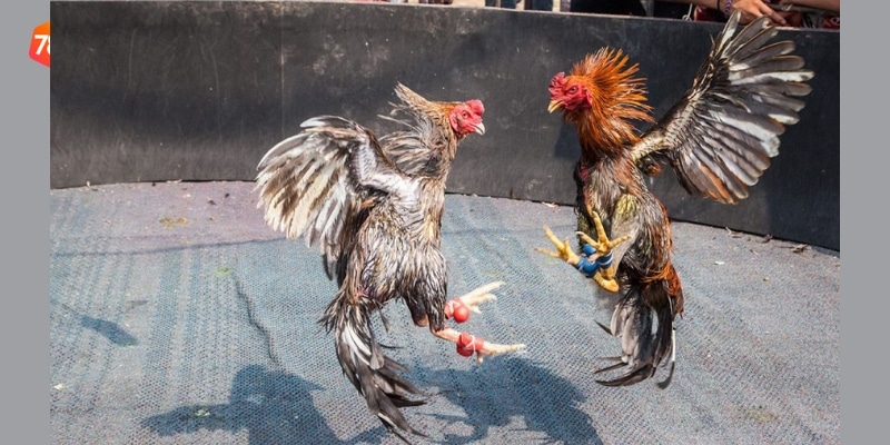 trường gà đá Campuchia