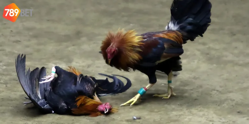 Đá gà cựa sắt với tính sát thương cao