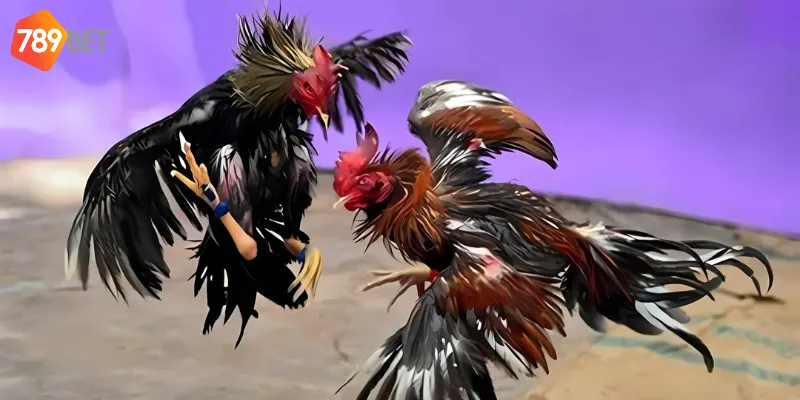 Đá gà trực tiếp hấp dẫn trong từng trận đấu