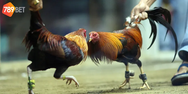 Lợi ích khi tham gia Đá gà trực tiếp C1 tại 789bet