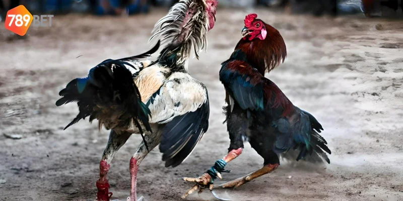 Đá Gà Cựa Dao Cách Chơi Và Những Lý Do Nên Thử Tại 789bet 4 Trải nghiệm những trận đấu đỉnh cao tại 789bet