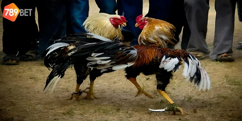 Đá Gà Cựa Dao Cách Chơi Và Những Lý Do Nên Thử Tại 789bet 3 Tham gia dễ dàng với hướng dẫn từ nhà cái 789bet