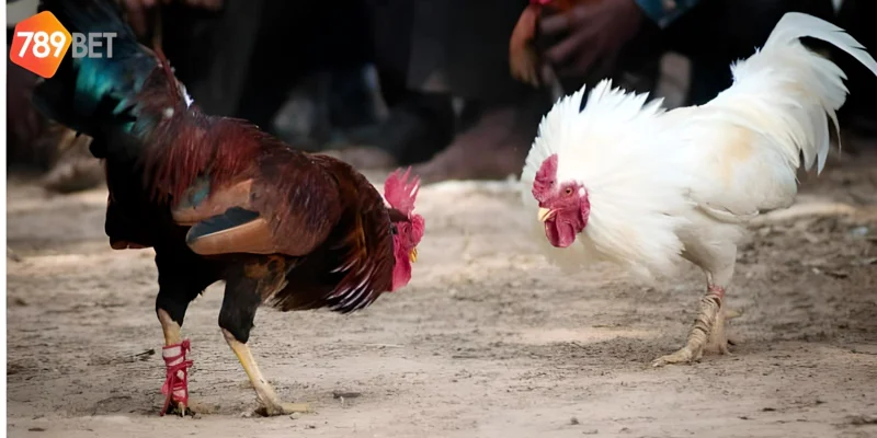 Đá Gà Cựa Dao Cách Chơi Và Những Lý Do Nên Thử Tại 789bet 2 Đá gà cựa dao những trận đấu với vũ khí sắc nhọn