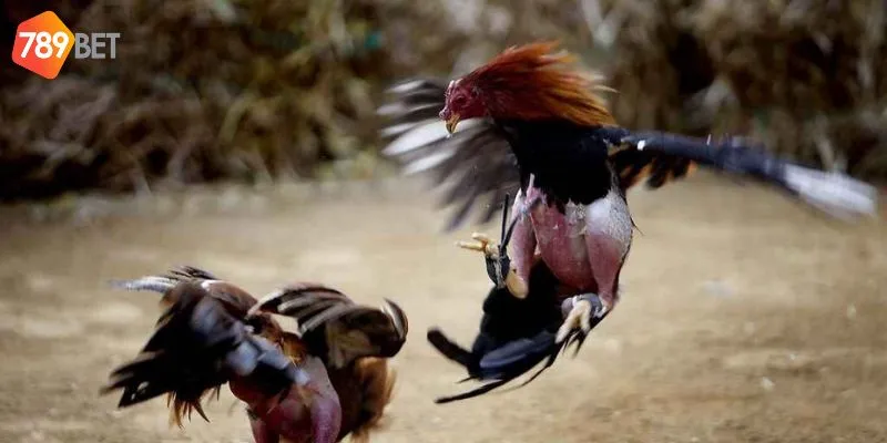 Sự hấp dẫn từ những trận chiến đầy kịch tính