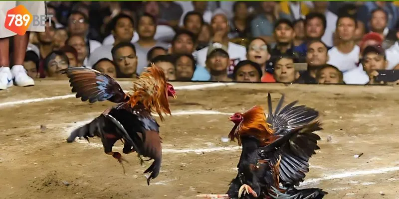 Tham gia đá gà tại 789bet đơn giản và nhanh chóng