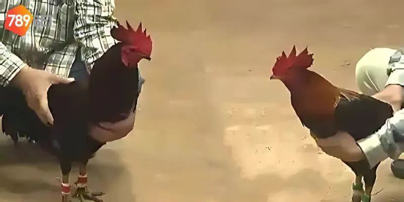 Chọn sân chơi uy tín giúp bạn có quá trình kiếm tiền an toàn