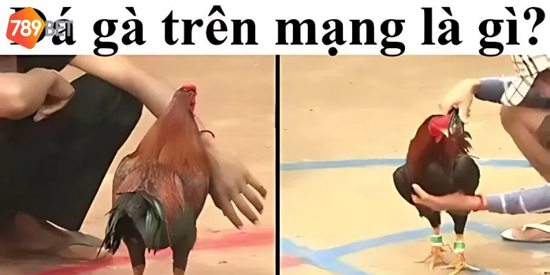 Đá gà trên mạng là gì? tại sao nó hấp dẫn?