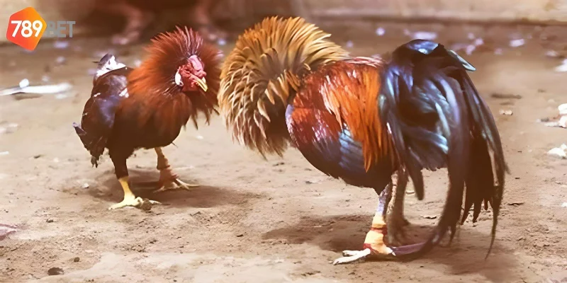 Kinh nghiệm chơi quyết định sự thắng bại