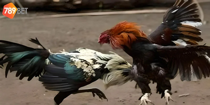 Tham gia nhanh chóng và thắng lớn tại 789bet