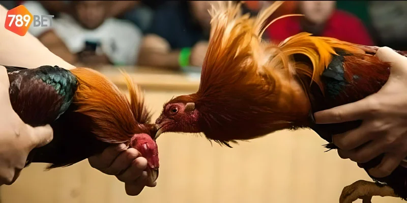 Đá gà trực tiếp C1 những trận đấu hấp dẫn