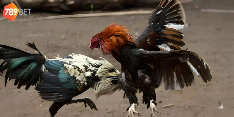 Cách tham gia dễ dàng tại nhà cái 789bet