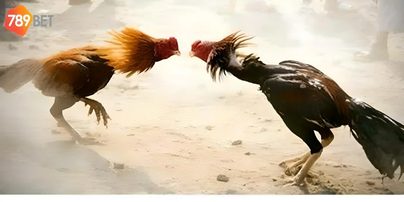 Những trận đấu kịch tính luôn được cung cấp bởi 789bet