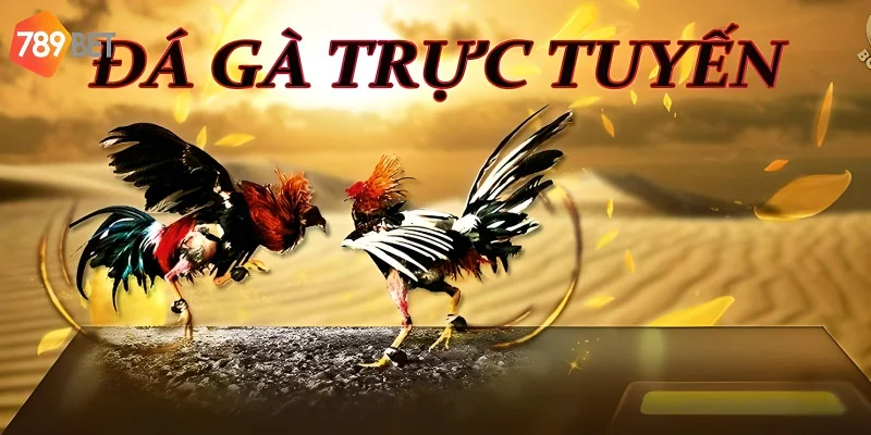 Xem và cá cược đá gà trực tuyến
