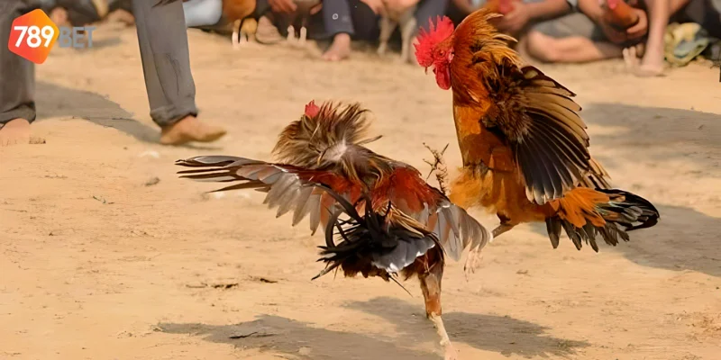 Những trận đấu hấp dẫn và tỉ lệ cược cao thu hút hàng triệu người chơi