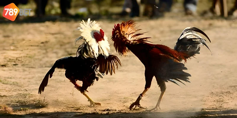 Giữ kết nối ổn định để không bỏ lỡ chi tiết quan trọng nào