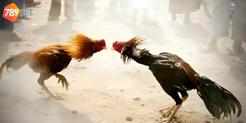 Xem trực tiếp đá gà Campuchia tại 789bet