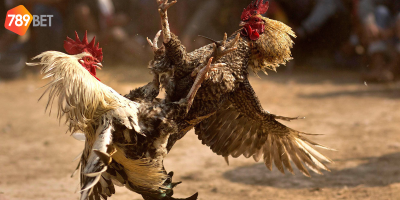 Đá Gà 888 Trực Tuyến Tại 789bet - Cược Ngay Để Thắng Lớn 4 Chiến thuật thắng lớn và quản lý thời gian cược