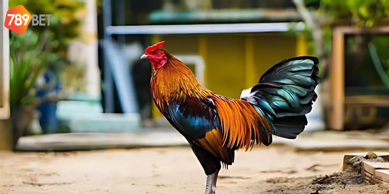 Chương trình ưu đãi hấp dẫn luôn cung cấp đến người chơi