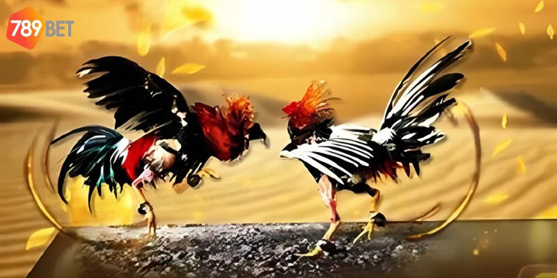 Đá Gà Trực Tiếp 67 Uy Tín, Nhanh Chóng Tại Nhà Cái 789bet 4 Đa dạng hình thức cược đá gà trực tiếp 67
