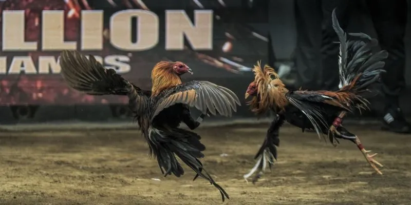 Hi88 - Đá Gà Philippines Hấp Dẫn Với Tỷ Lệ Thưởng Cực Cao 3 Các loại cược đá gà ưa chuộng