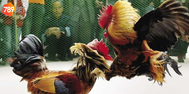 Đá gà SV388 bộ môn hấp dẫn người chơi tại 789bet