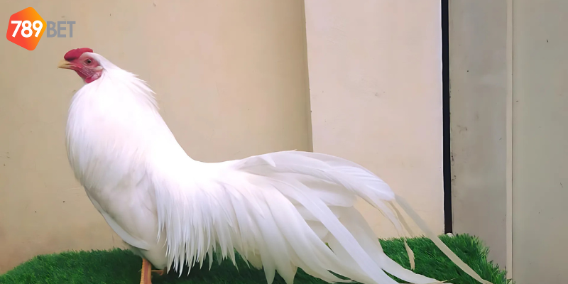 Đá gà tre trực tiếp tại 789bet thu hút hàng triệu người chơi