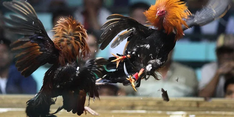 Tổng hợp 3 cửa cược quen thuộc trong chọi gà trực tuyến