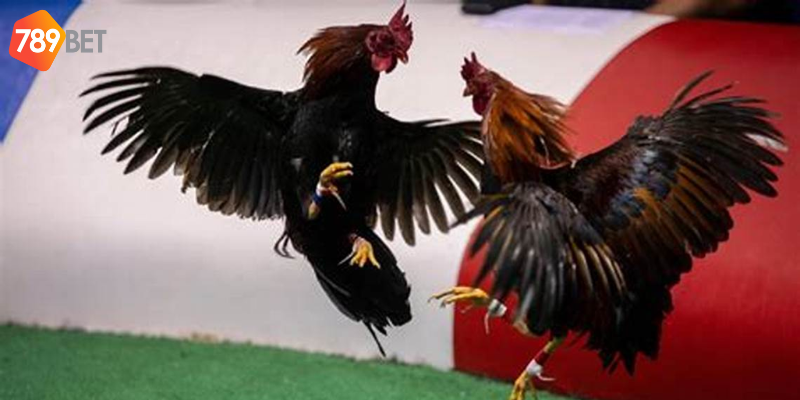 Đá gà UW88 VN bộ môn hấp dẫn tại 789bet