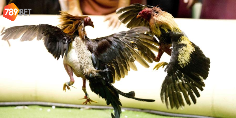 Hiểu rõ các loại cược và thắng lớn mỗi ngày