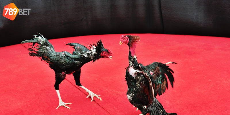 Hình ảnh sắc nét và đa dạng trận đấu