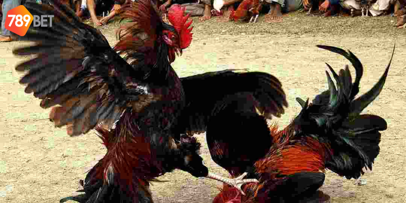 Khám phá nhiều hình thức cược tại nền tảng