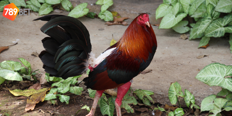 Lựa chọn chiến kê mạnh mẽ và thắng lớn