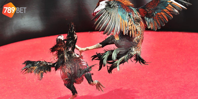 Đá Gà Mạnh Mẽ Và Gay Cấn Trên 789bet Cảm Nhận Cảm Giác Thực 3 Nhiều hình thức cá cược hấp dẫn đang chờ bạn