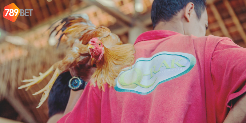 Xem Đá Gà Trực Tuyến Hấp Dẫn Tại Nhà Cái Trực Tuyến 789bet 4 Phân tích kỹ năng của chiến kê và cách đặt cược