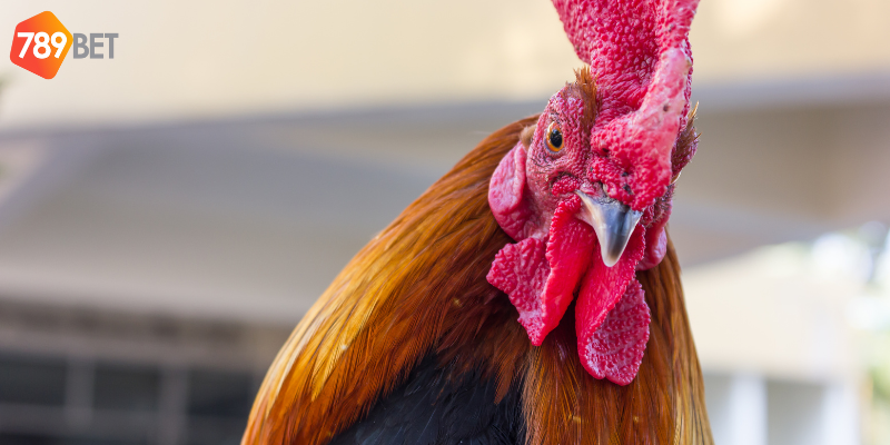 Phân tích phong độ và xem xét tỷ lệ cược