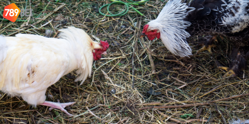 Tham gia cược đá gà trên mạng tại 789bet