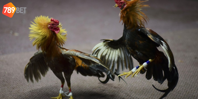 Cược Đá Gà Trực Tiếp 67 Tại 789bet - Cập Nhật Nhanh Chóng 2 Tham gia cược đá gà trực tiếp 67 tại nhà cái 789bet