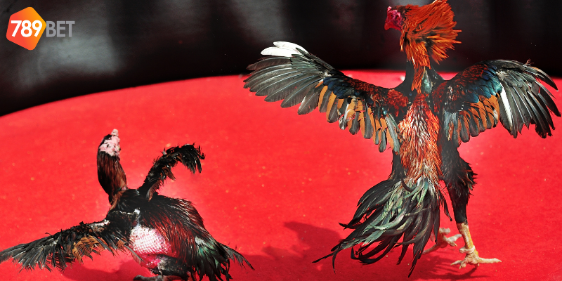 Tham gia cược nhanh chóng với trận đấu kịch tính